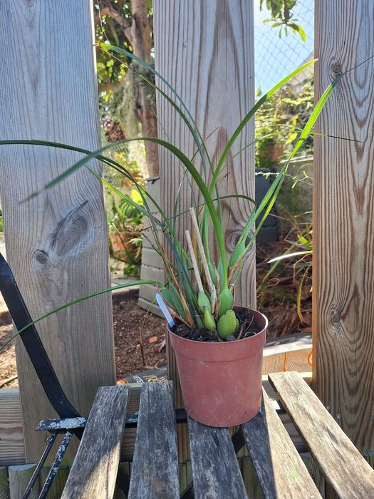 Maxillaria tenuifolia