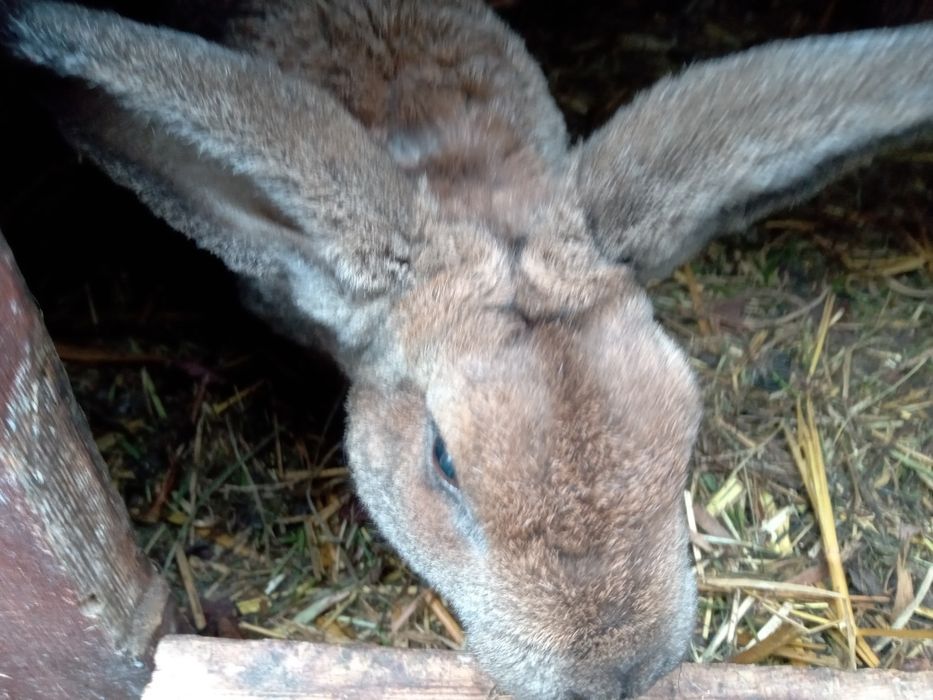 Młody samczyk z kwietnia rex