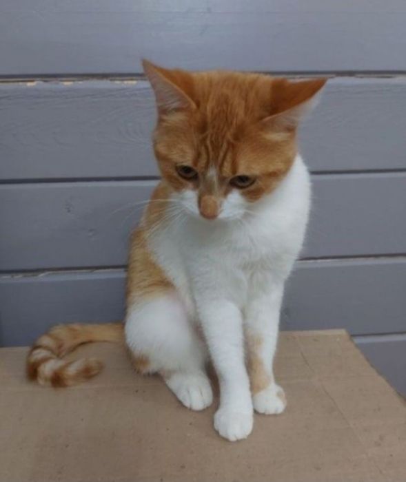 Отдам даром в добрые руки рыжих кошечек