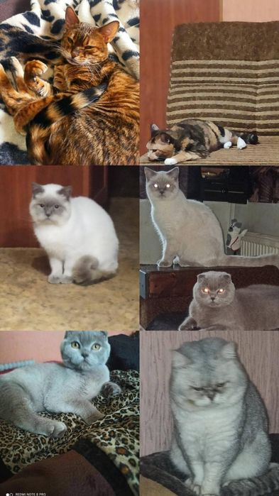 Передержка животных.