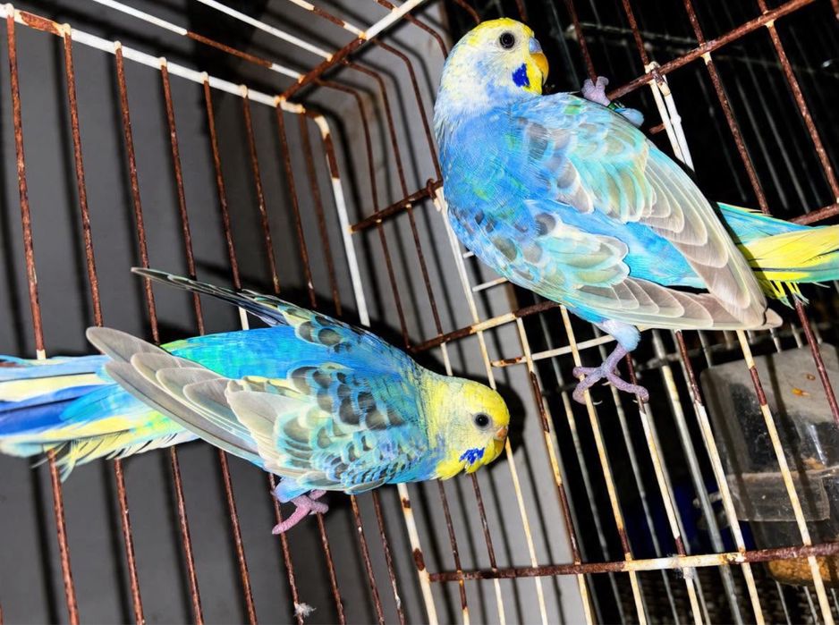 Casal de periquitos  arco iris