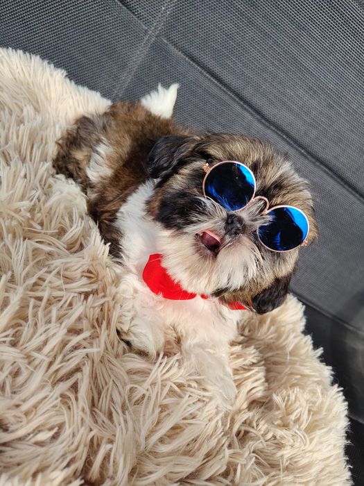 Piękny Shih Tzu z rodowodem