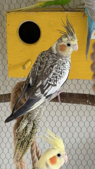 Caturras com 7 meses disponiveis não domesticas