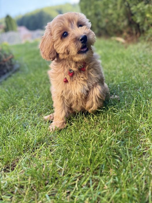 Mini goldendoodle piesek