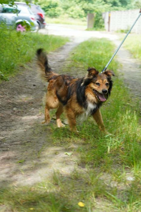 długowłosy psiak w schronisku czeka na adopcje