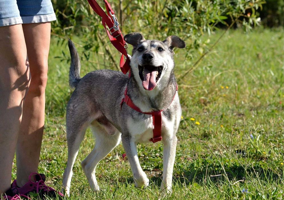 Mauzer piesek do adopcji