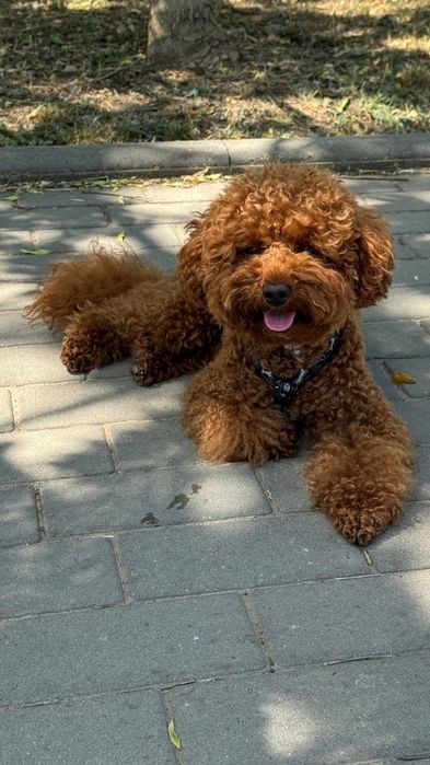 Той пудель вязка