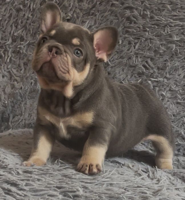 Мілейший малиш . блакитний