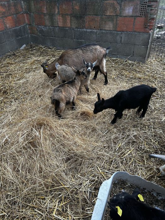 Cabras anas machos e femeas