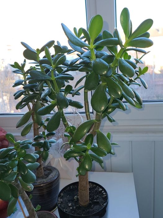 Грошове дерево або красула