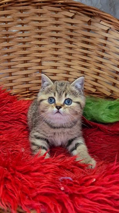 Идеален для деток мальчик