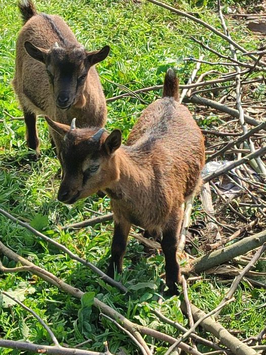 Cabras anãs  muito dóceis