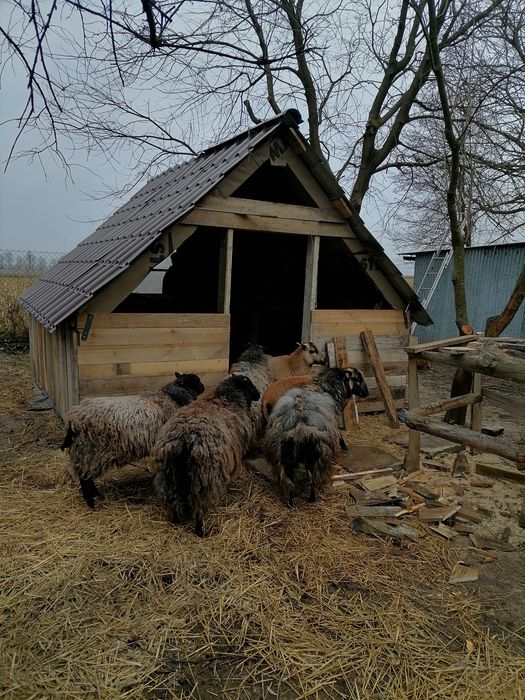 Owce Wrzosówka owca wrzosówka