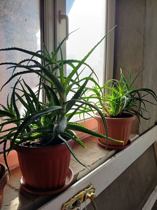 Кімнатна  квітка