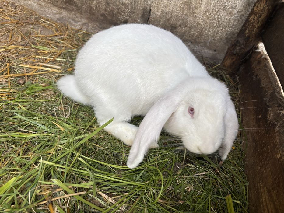 króliki baran francuski