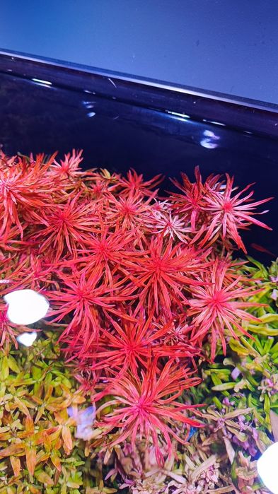 Ludwigia meta.           .