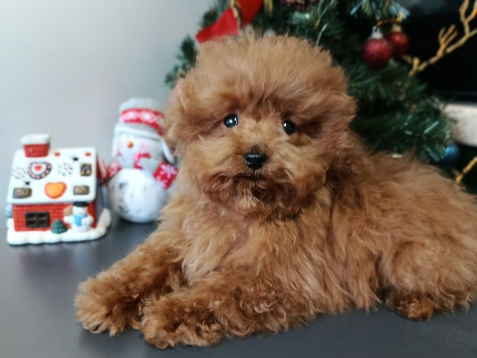 Той пудель хлопчики і дівчинка