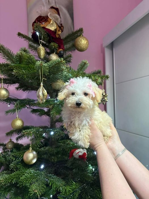 Przecudowna dziewczynka Maltipoo szuka nowych rodziców