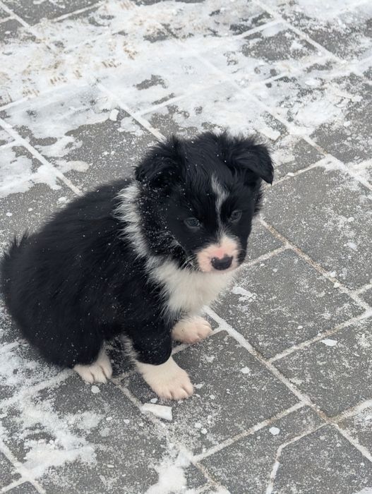 Sprzedam suczkę border collie z rodowodem