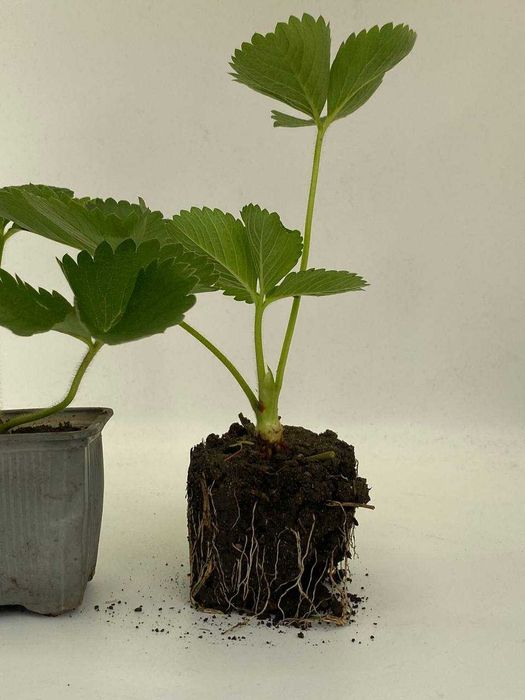 Саженцы,рассада клубники,саджанці,розсада полуниці.