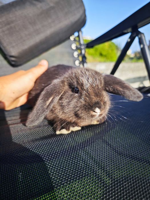 Coelhinhos anão Holland Lop 2 Meses