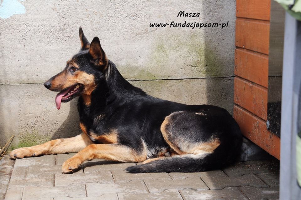 Masza - owczarkowata suczka