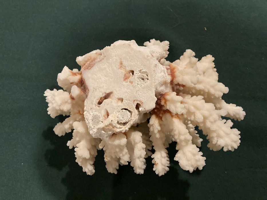 Coral natural antigo