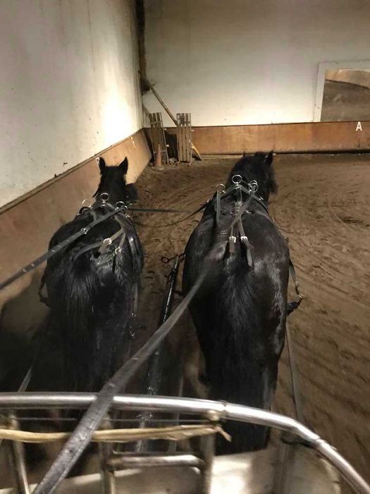 Pônei C Preto Macho