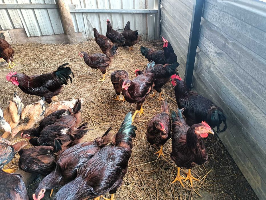 Frangos rhede islandês red