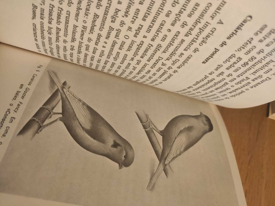 ABC da Criação de canários - Cury af Enehjelm