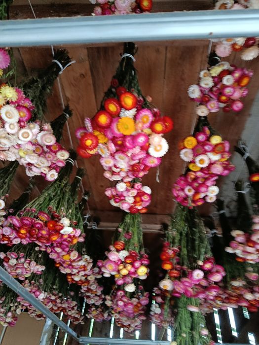 Suszone kwiaty kocanki bukiety