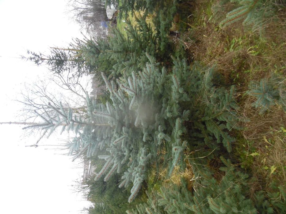 Choinki świąteczne z plantacji  ciętekopane