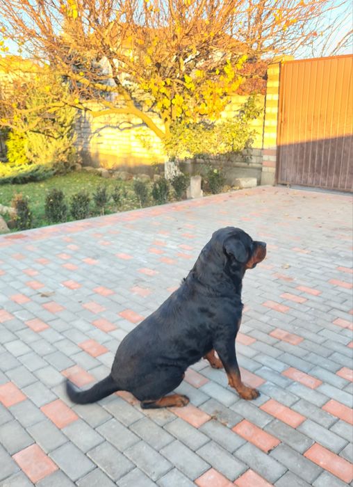 Вязка  ротвейлер