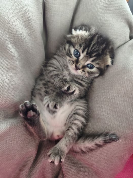 Кошеня скотіш страйт