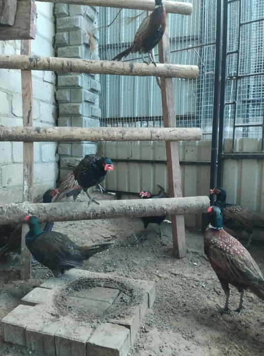 Румунський фазан фазанята