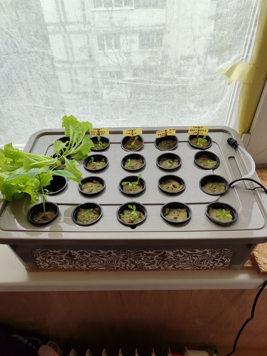 Гидропонный ящик для рассады