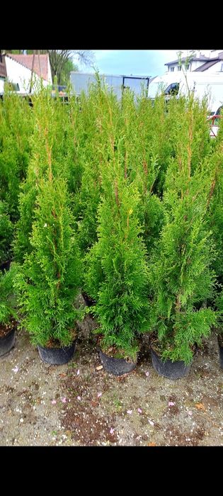 tuje szmaragd 100 cm thuje w doniczkach na żywopłot  sadzonka