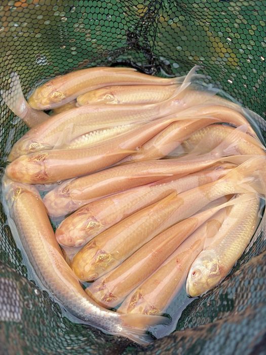 Amur do oczka wodnego albinos