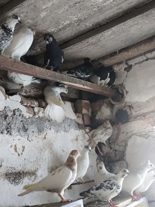 Winerki Budapeszty gołębie rasowe młode