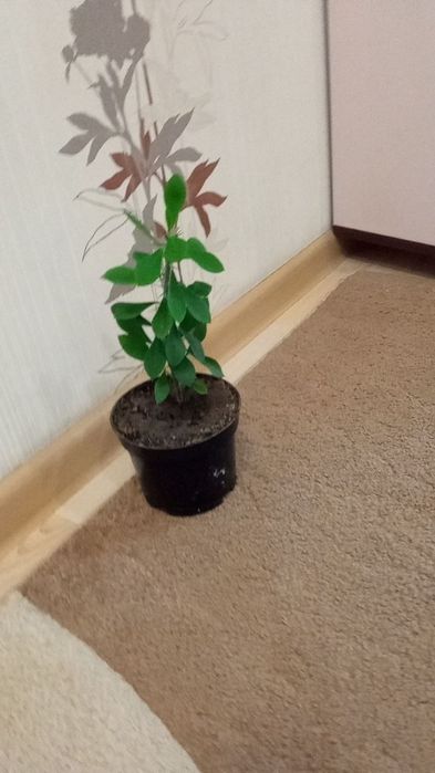 Молочай міля продам