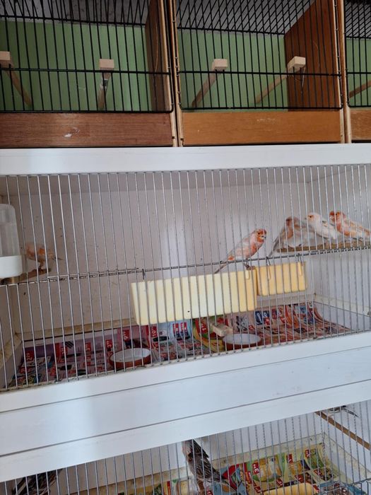 Kanarki agat czerwono pierśny