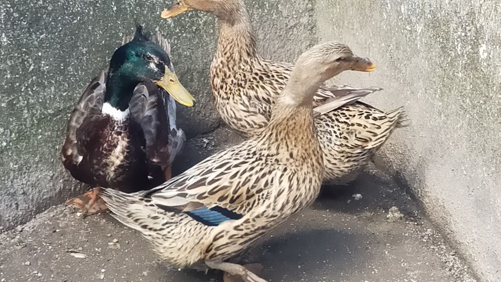 Patos Rouen - excelente carne (Promoção)