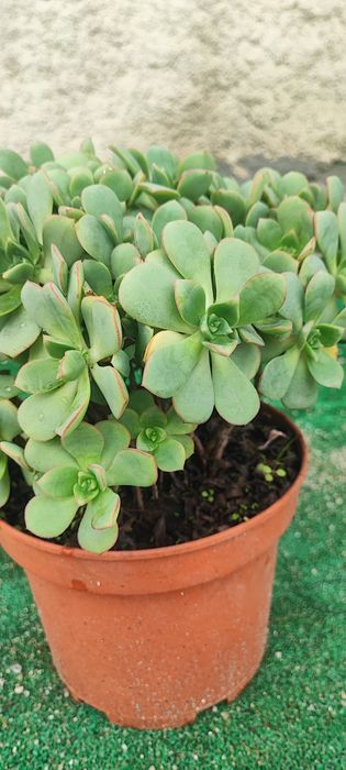 Planta suculenta