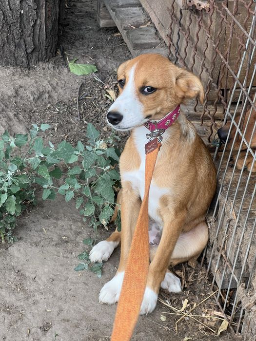 Щенке Мира ищет семью