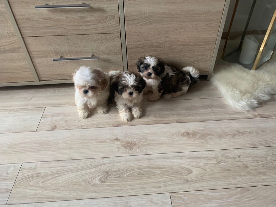Shih tzu szczeniak