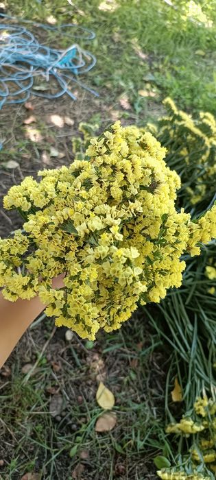 Кермек жовтий букети гілочки