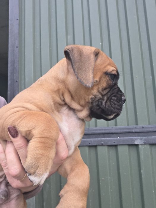 Нем боксер мальчик.