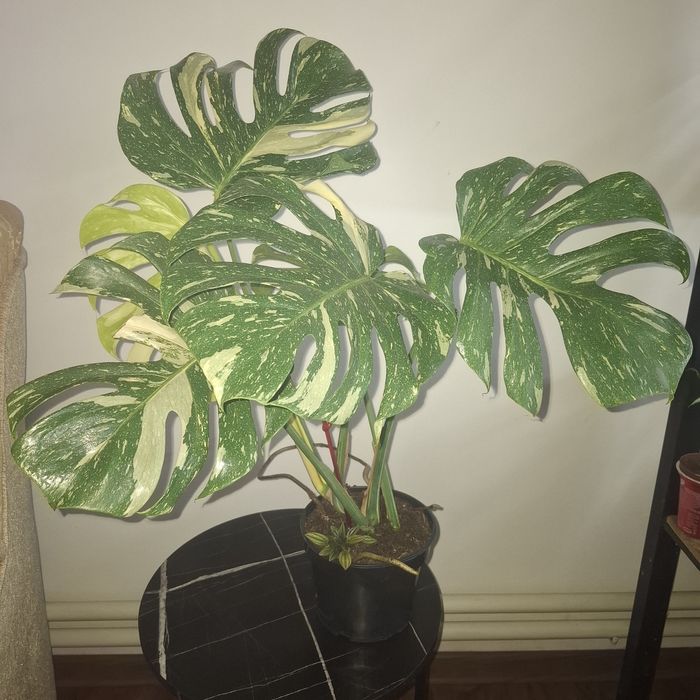 Монстера Тайське сузір'я