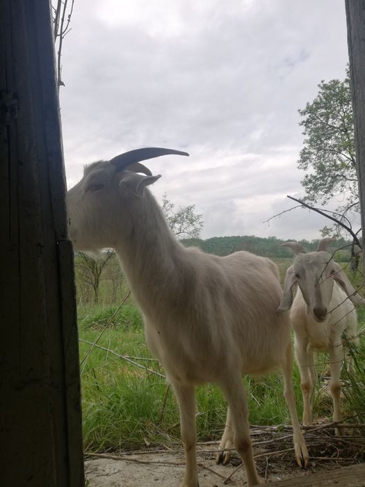 Продам кози є 4шт