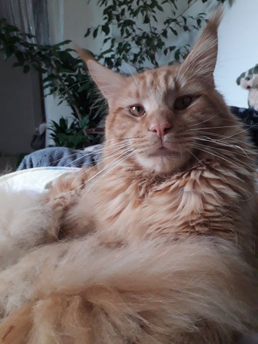 Котик Мейнкун...